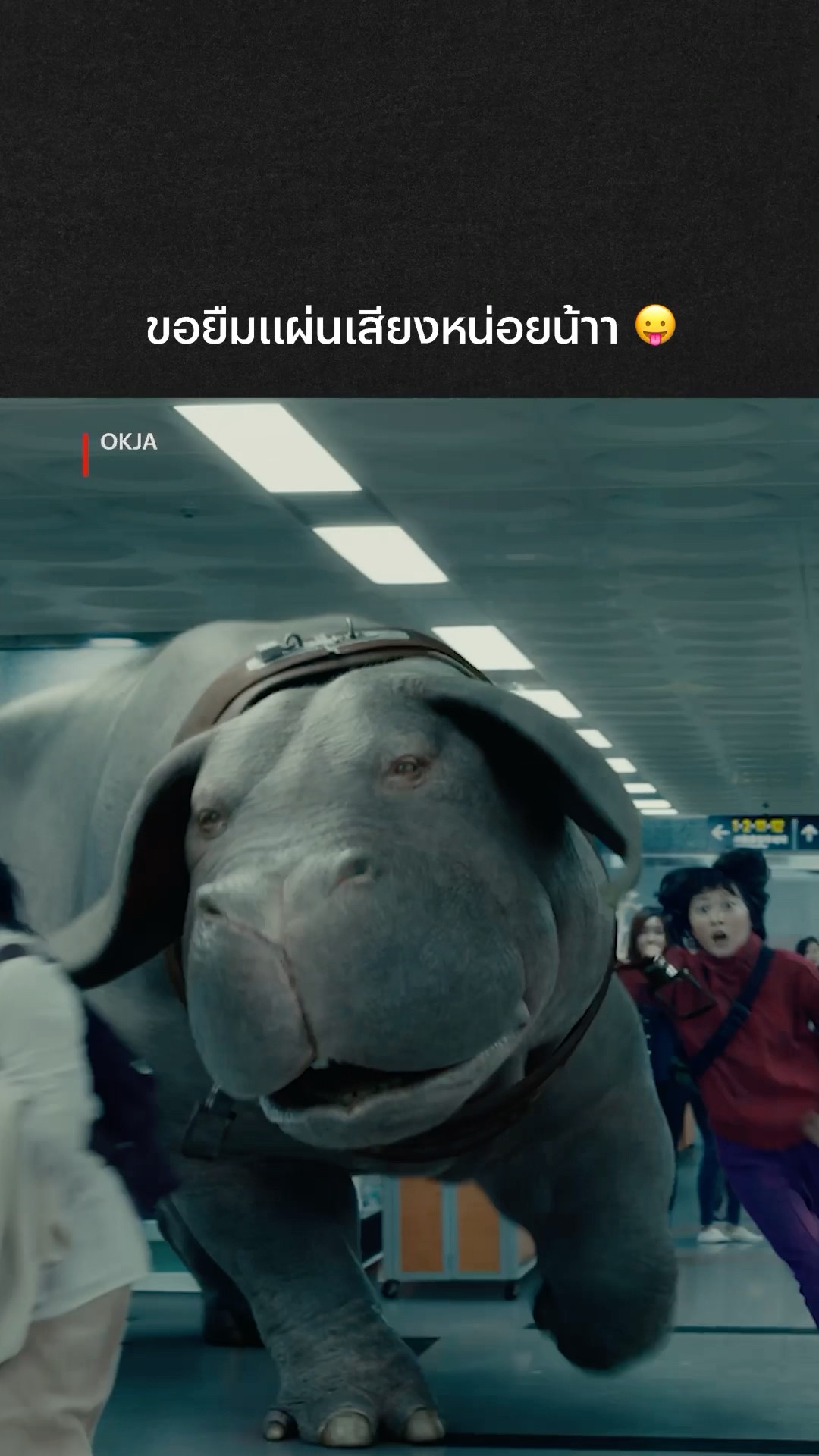 เห็นหมูเด้งแล้วคิดถึงน้อง OKJA ? #OKJA #NetflixThailand #MooDeng #น้องหมูเด้ง